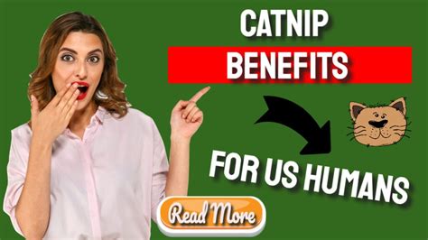 Catnip Benefits For Us Humans Too Gmb Hero