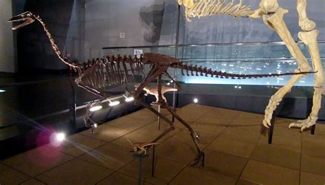 #archaeornithomimus hashtag on Twitter