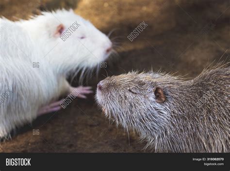 Gray White Nutria Image Photo Free Trial Bigstock