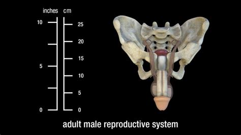 adult male reproductive system - Education Resource Fund