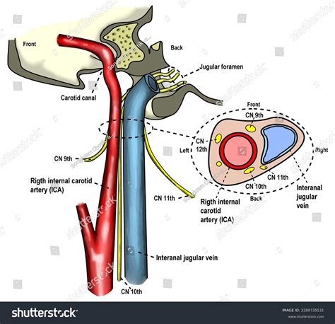 Course Cranial Nerves Downing Form Jugular Stock Illustration