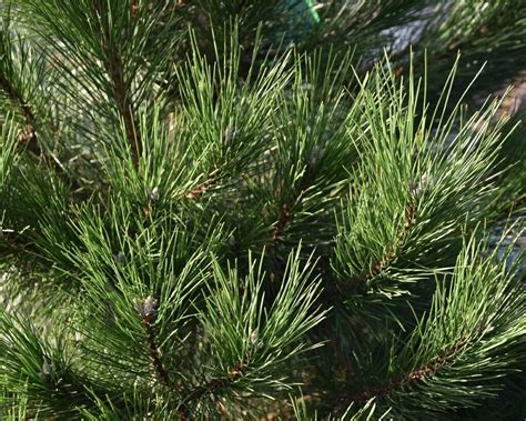 Pinus Nigra Subsp Nigra Oostenrijkse Den Tuinplantenwinkel Nl