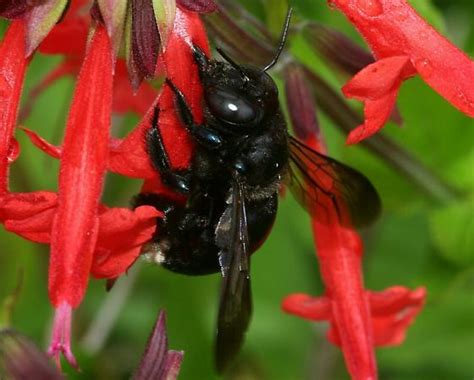 Southern Carpenter Bee Xylocopa Micans Bugguide Net