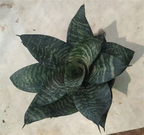 Indoor Snake Plant at Rs 250/piece | Snake Plant in Mumbai | ID ...