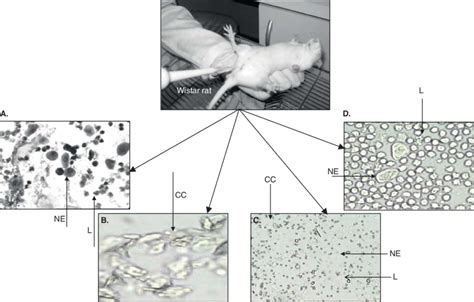 Photomicrographs Of Unstained Vaginal Smears From Female Wistar Rats