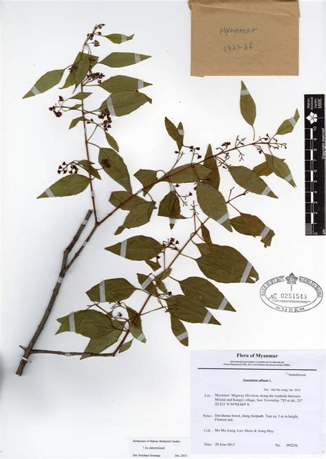 Santalum Album L Myanmar Vascular Plants Database