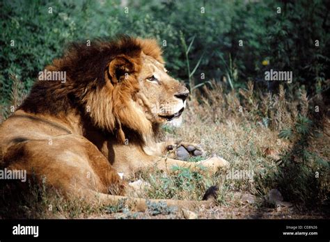 Asiatic Lion sitting profile ; Gir Forest National Park ; Sasan Gir ...