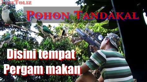 Pohon Tandakal Pohon Buah Yang Paling Disukai Burung Pergam YouTube