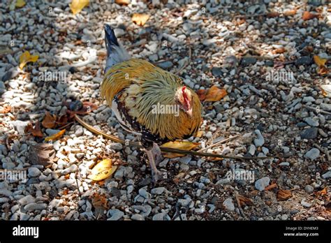 Wildhuhn Fotos und Bildmaterial in hoher Auflösung Alamy