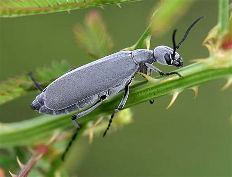 Florida Blister Beetle Epicauta Floridensis Bugguidenet