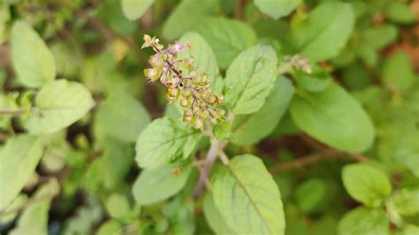 Tulsi Tree and Its Benefits - Crunch Stories