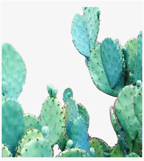 Discover Cactus Iphone Wallpaper Best In Coedo Vn