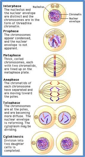 Mitosis And Cytokinesis Mitosis And Cytokinesis