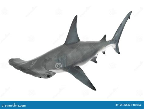 Hammerhead Shark Isolated Stock Illustration Illustration Of