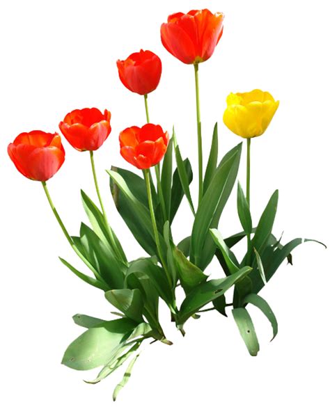 Tulip Png Transparent Image