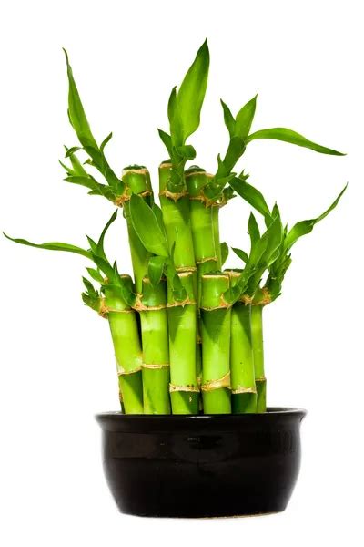 Bamboo Bonsai [Care Guide And Techniques] Updated 2023