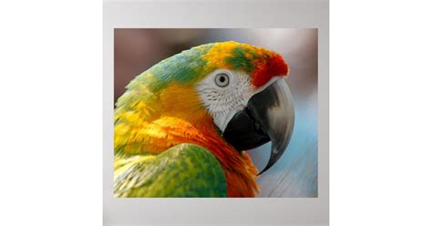 Macaw Parrot Poster Zazzle