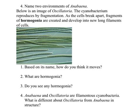 Oscillatoria Cell Structure