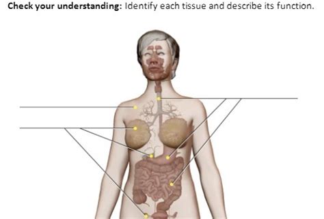 Solved Check Your Understanding Identify Each Tissue And Describe