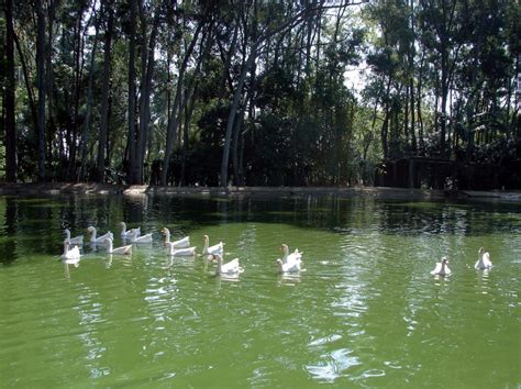 Conhe A O Parque Do Piqueri Projeto S O Paulo City