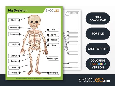 Free Anatomy Printable Worksheets Skoolgo Worksheets Library