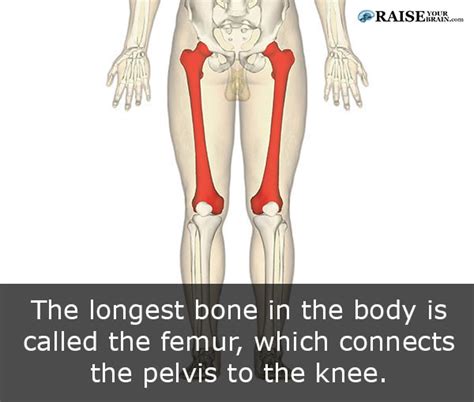 21 Human Body Facts Human Skeleton