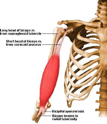 Origin/Insertion - Biceps Brachii