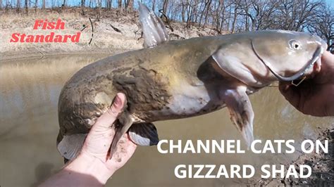 Catfishing With Gizzard Shad For Big Channel Catfish YouTube