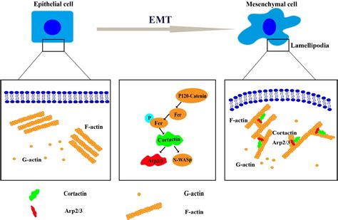 Frontiers Cortactin In Epithelialmesenchymal Transition