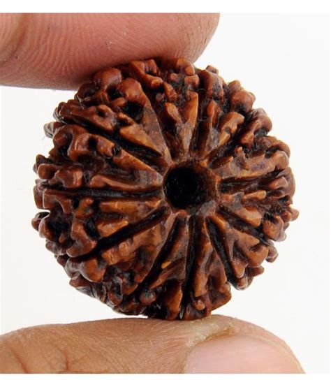 11 Mukhi Rudraksha Buy 11 Mukhi Rudraksha At Best Price In India On