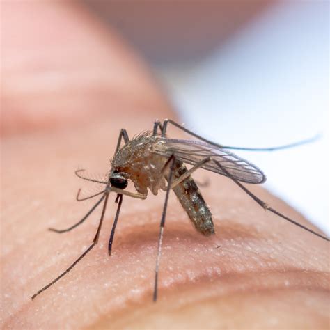 Mastering Mosquito Control Your Guide To Mosquito Treatment Services With Mosquitonix