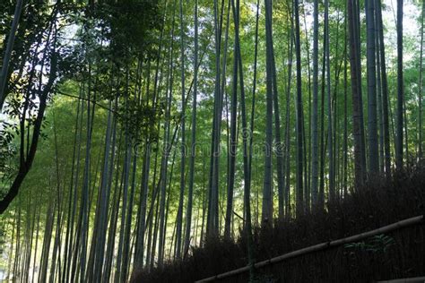 Bamboo Grove Path in the Winter Morning in Arashiyama, Kyoto Stock Photo - Image of kyoto, 2020: ...