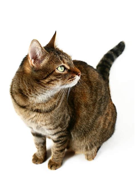 Tabby Cat On White Background Stock Image Image Of Brown Animal 8172429