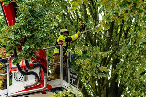 Omgewaaide Bomen En Gevaarlijke Takken Na Storm Poly