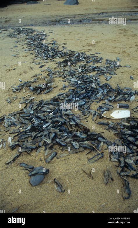 Velella Velella Uk Hi Res Stock Photography And Images Alamy