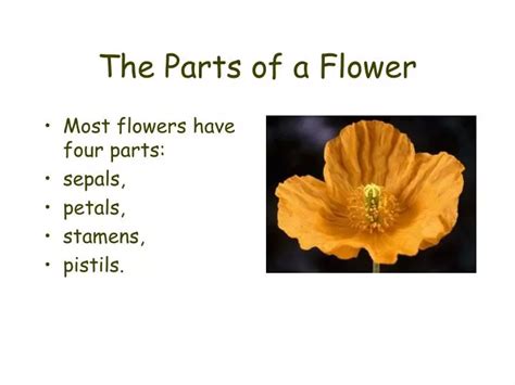 Parts Of A Hibiscus Flower And Their Functions Ppt Home Alqu