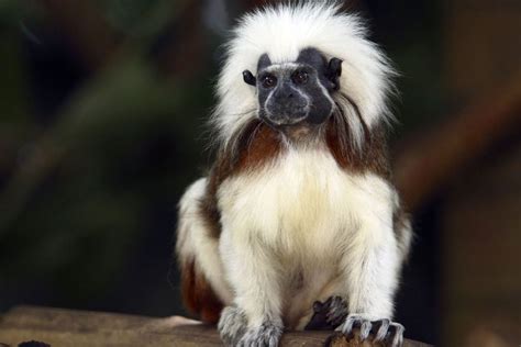 Cotton-top Tamarin Facts, History, Useful Information and Amazing Pictures