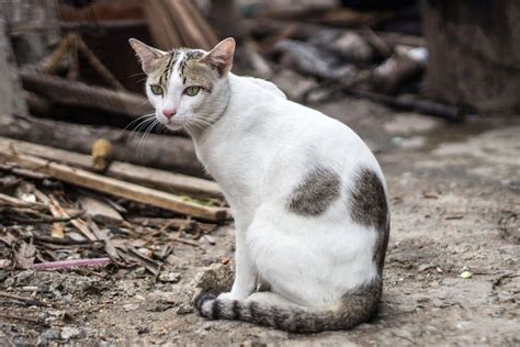 Un Chat Perdu Peut Il Retrouver Sa Maison Ventana Blog