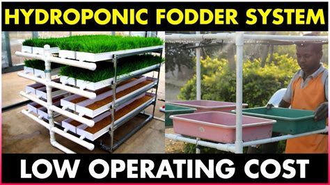 HYDROPONIC AGRICULTURE Modern Technology In Managing Green Fodder