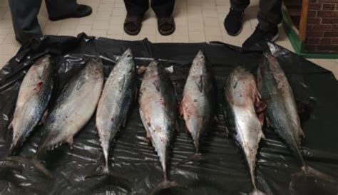 Rimini Fiamme Gialle Sequestrano Kg Di Tonno E Lo Donano Alla