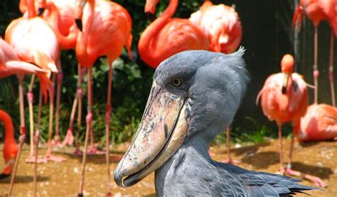 Tokyo Zoos & Aquariums: Fur, Feathers & Fins | Tokyo Cheapo