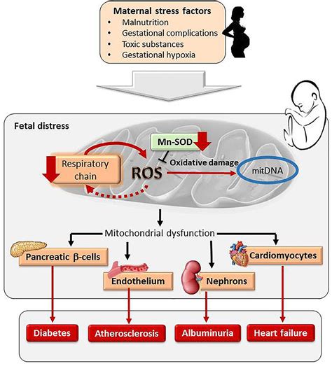 Frontiers Implication Of Oxidative Stress In Fetal Programming Of