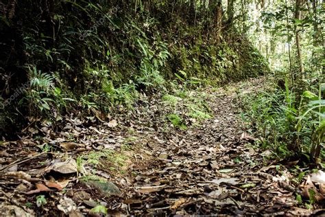 Camino Un Sendero Utilizado Para El Trekking Dentro Del Parque Nacional