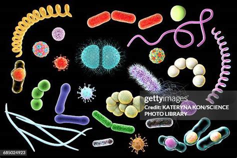 Spherical Bacteria Photos and Premium High Res Pictures - Getty Images