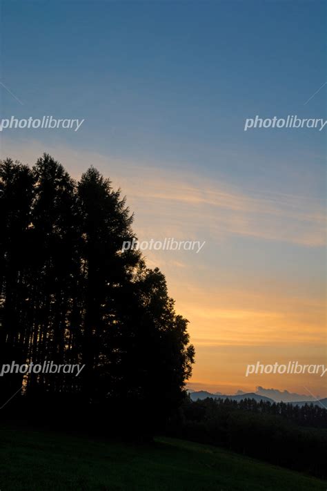 夕焼け空とカラマツ林 美瑛町 写真素材 5588593 フォトライブラリー Photolibrary