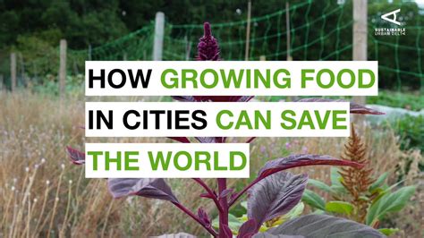 Carolyn Steels Explains How Growing Food In Cities Can Save The World