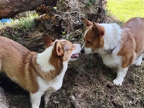 West Virginias Wonderful Corgis Pembroke Welsh Corgi Puppies For