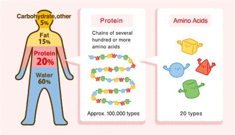 Ajinomoto Group Features Encyclopedia Of Amino Acids