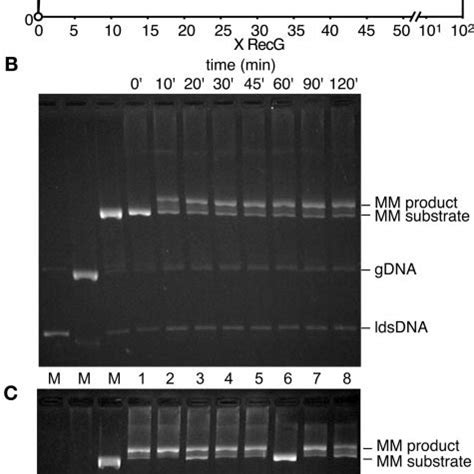 Properties Of Recg Protein Mediated Fork Regression In Vitro A