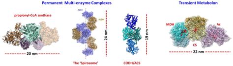 Examples Of Permanent And Transient Multienzyme Complexes With Their